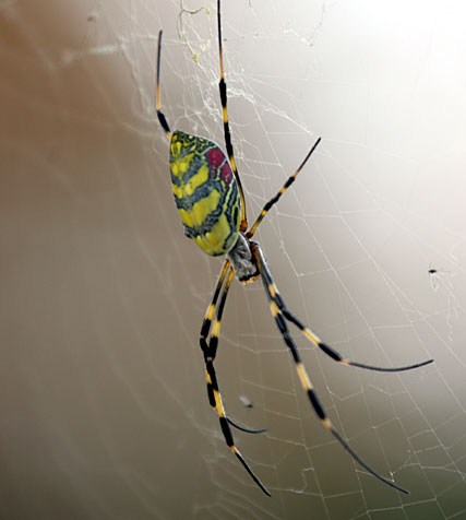 Чудеса Природы - График Выхода и обсуждение