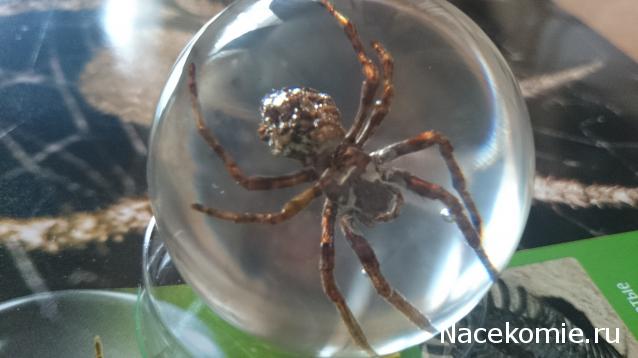 Чудеса Природы №6 - Паук - кругопряд