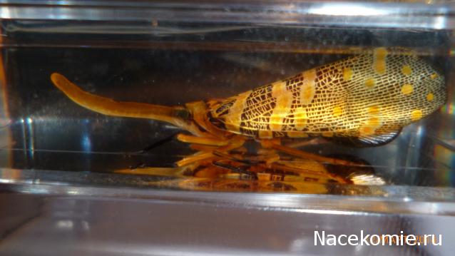 Насекомые №8 - Азиатская цикада (Pyrops cf. candelaria)