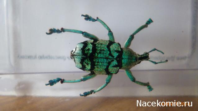 Насекомые №9 - Эуфолюс Великолепный (Eupholus magnificus)