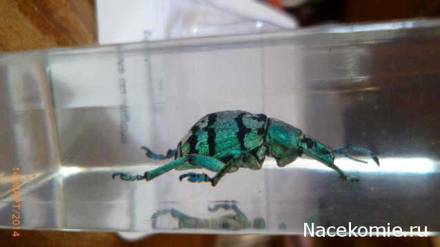 Насекомые №9 - Эуфолюс Великолепный (Eupholus magnificus)