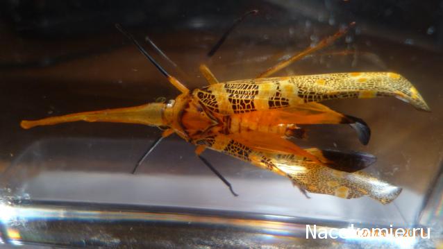 Насекомые №8 - Азиатская цикада (Pyrops cf. candelaria)