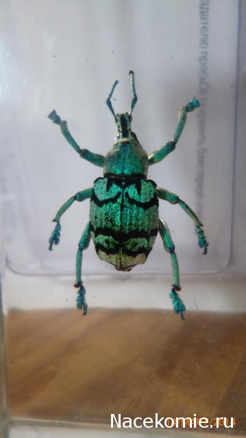 Насекомые №9 - Эуфолюс Великолепный (Eupholus magnificus)