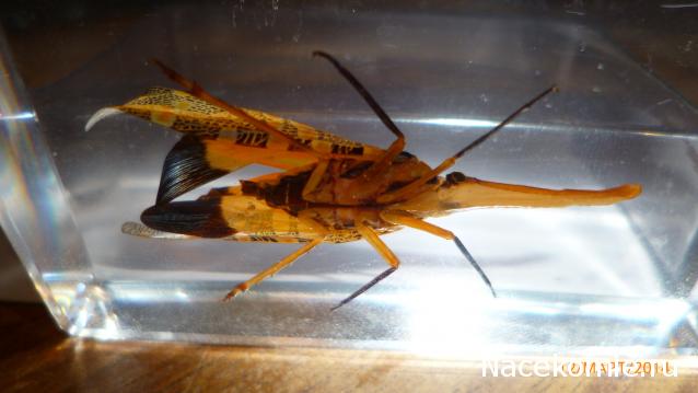 Насекомые №8 - Азиатская цикада (Pyrops cf. candelaria)