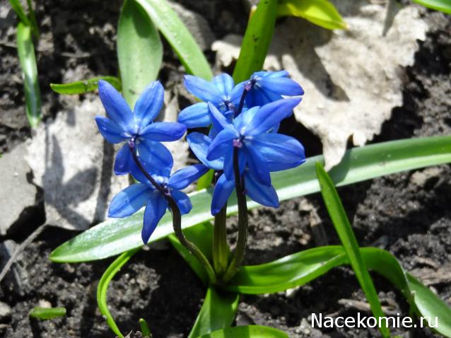 Куклы в Костюмах Народов Мира - Болтушки со всего Света