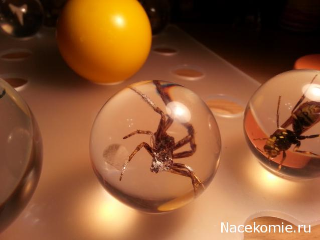 Чудеса Природы. Подписка