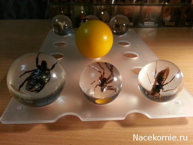 Чудеса Природы. Подписка