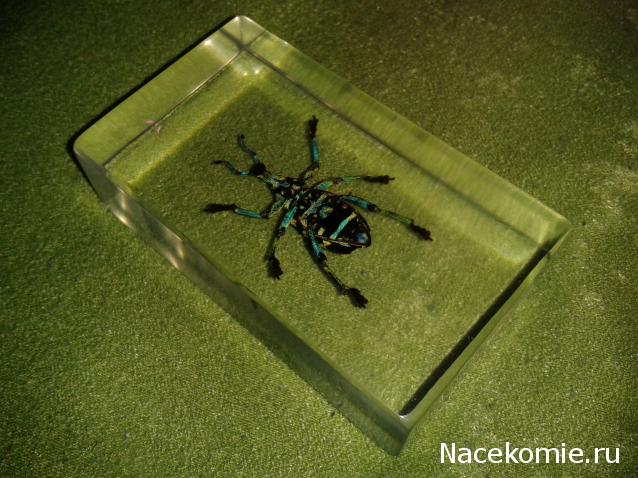 Насекомые №9 - Эуфолюс Великолепный (Eupholus magnificus)