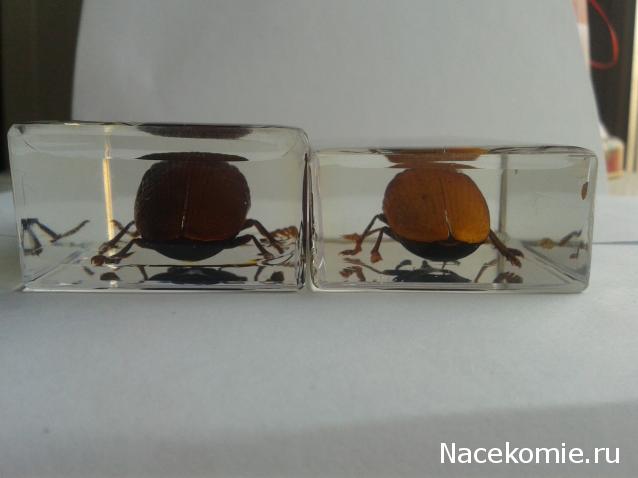 Насекомые №10 - Стерноцера Хильдебрандти (Sternocera hildebrandti)