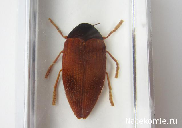 Насекомые №10 - Стерноцера Хильдебрандти (Sternocera hildebrandti)