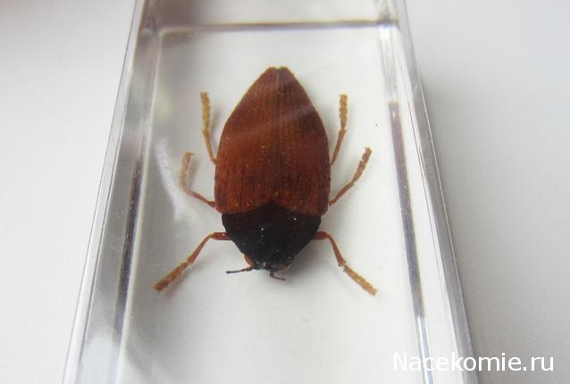 Насекомые №10 - Стерноцера Хильдебрандти (Sternocera hildebrandti)