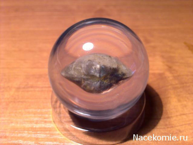 Чудеса Природы №7 - Раковина двустворчатого моллюска