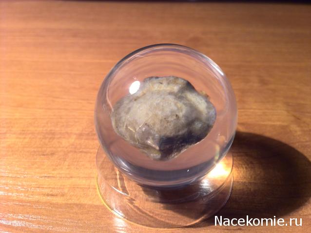 Чудеса Природы №7 - Раковина двустворчатого моллюска