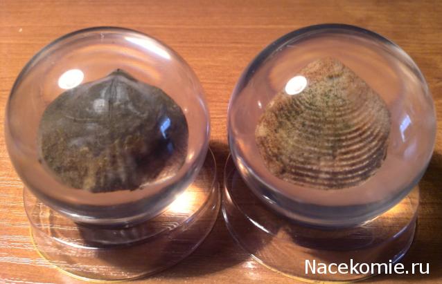 Чудеса Природы №7 - Раковина двустворчатого моллюска