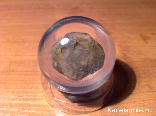 Чудеса Природы №7 - Раковина двустворчатого моллюска