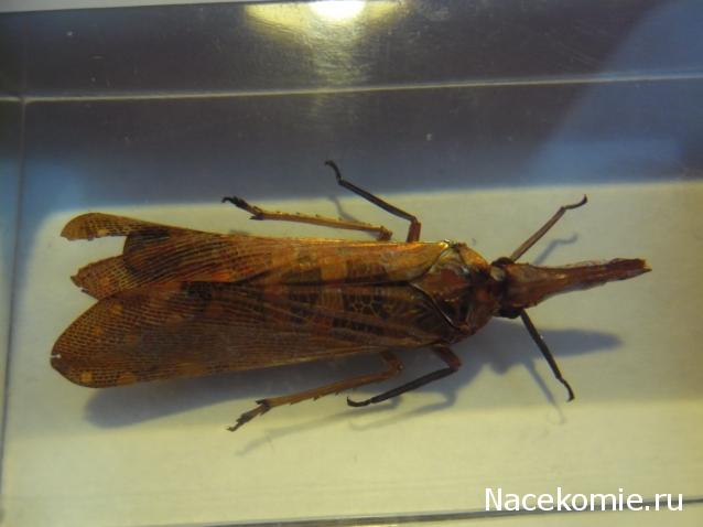 Насекомые №8 - Азиатская цикада (Pyrops cf. candelaria)