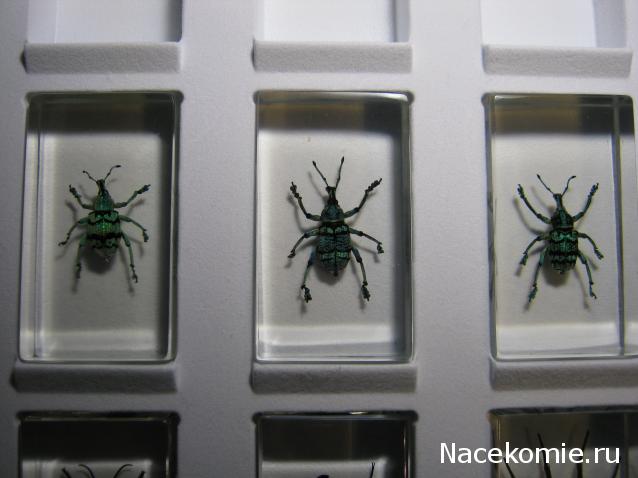Насекомые №9 - Эуфолюс Великолепный (Eupholus magnificus)