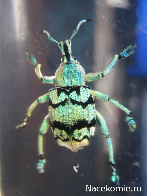 Насекомые №9 - Эуфолюс Великолепный (Eupholus magnificus)