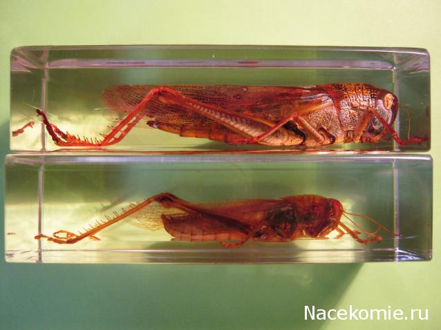 Насекомые №6 - Цитрусовая саранча (Chondracris rosea)