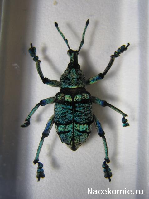 Насекомые №9 - Эуфолюс Великолепный (Eupholus magnificus)