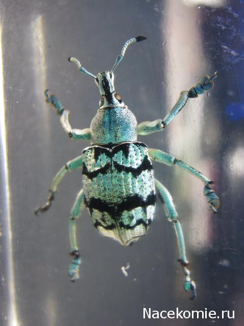 Насекомые №9 - Эуфолюс Великолепный (Eupholus magnificus)