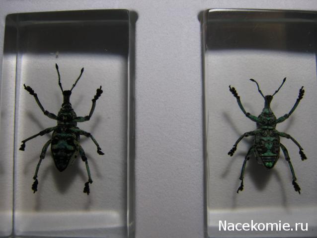 Насекомые №9 - Эуфолюс Великолепный (Eupholus magnificus)