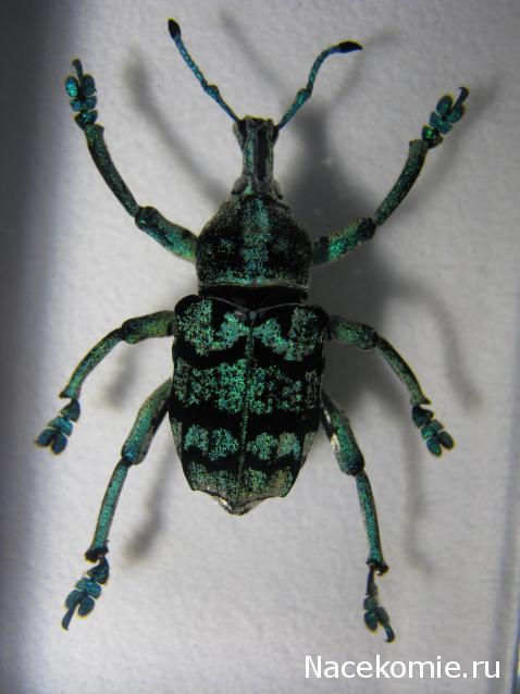 Насекомые №9 - Эуфолюс Великолепный (Eupholus magnificus)