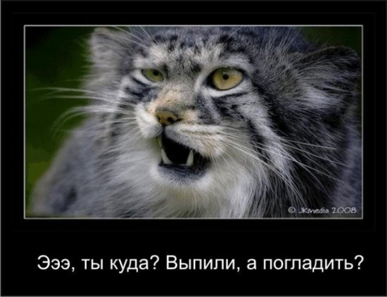 Наполеоновские Войны - Новая флудилка