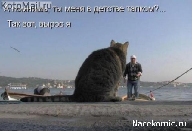 Наполеоновские Войны - Новая флудилка