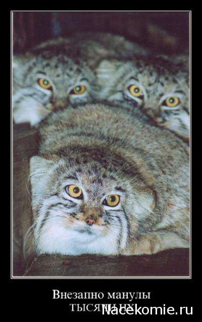 Наполеоновские Войны - Новая флудилка