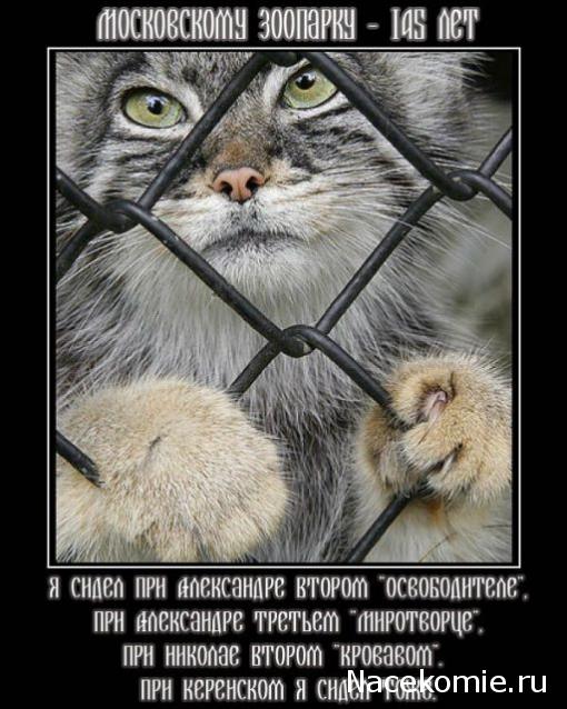 Наполеоновские Войны - Новая флудилка