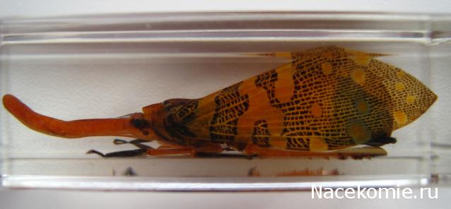 Насекомые №8 - Азиатская цикада (Pyrops cf. candelaria)