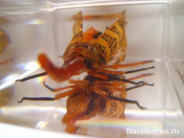 Насекомые №8 - Азиатская цикада (Pyrops cf. candelaria)