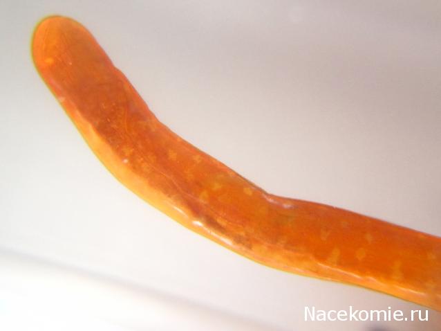 Насекомые №8 - Азиатская цикада (Pyrops cf. candelaria)