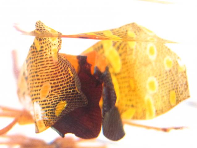 Насекомые №8 - Азиатская цикада (Pyrops cf. candelaria)