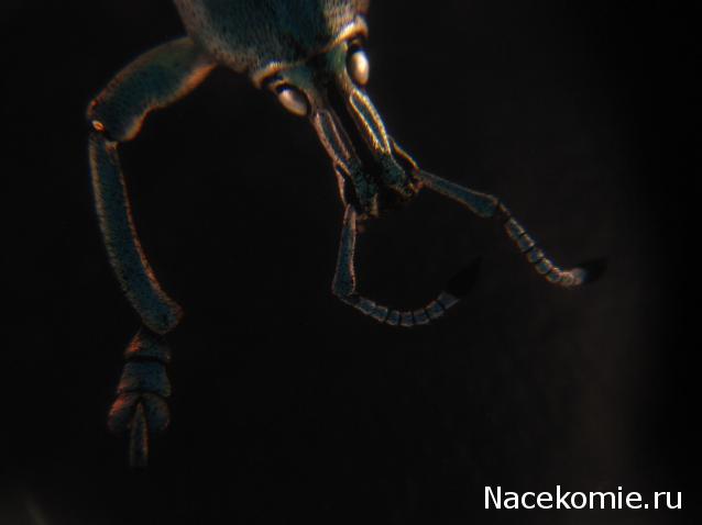 Насекомые №9 - Эуфолюс Великолепный (Eupholus magnificus)