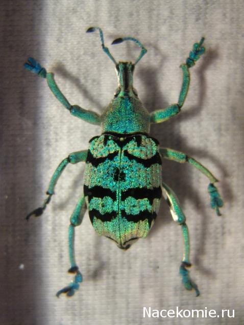 Насекомые №9 - Эуфолюс Великолепный (Eupholus magnificus)