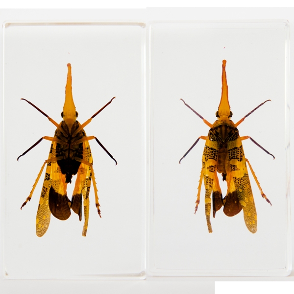 Насекомые №8 - Азиатская цикада (Pyrops cf. candelaria)