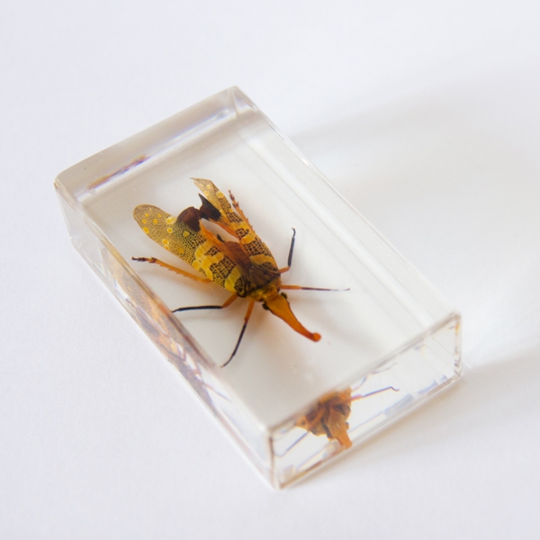 Насекомые №8 - Азиатская цикада (Pyrops cf. candelaria)