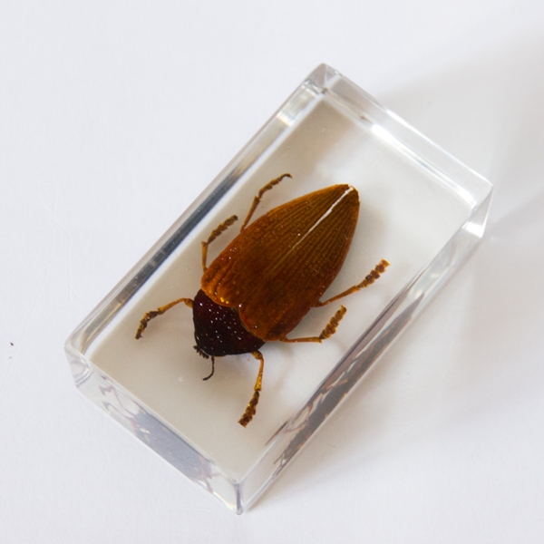 Насекомые №10 - Стерноцера Хильдебрандти (Sternocera hildebrandti)