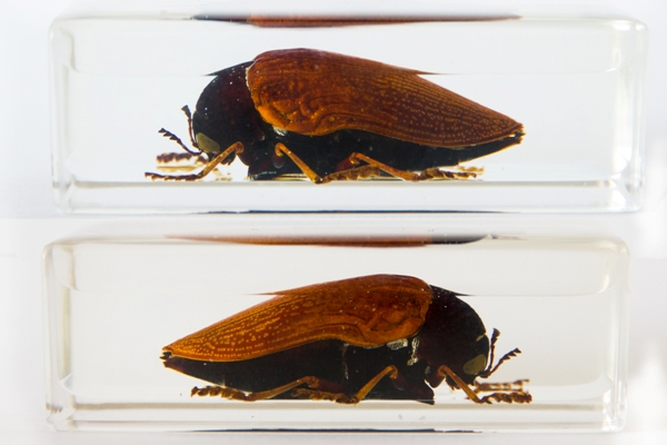Насекомые №10 - Стерноцера Хильдебрандти (Sternocera hildebrandti)