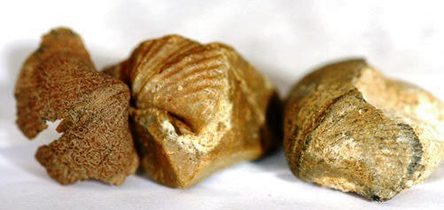 Чудеса Природы №7 - Раковина двустворчатого моллюска