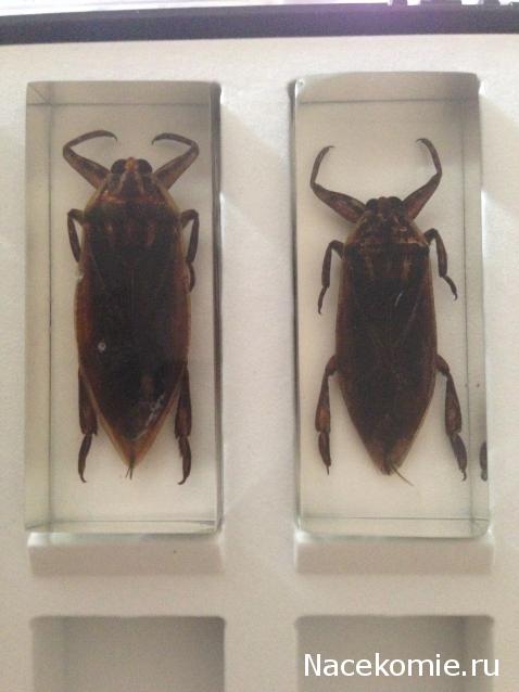 Насекомые №12 - Гигантский водяной клоп (Lethocerus sp.)