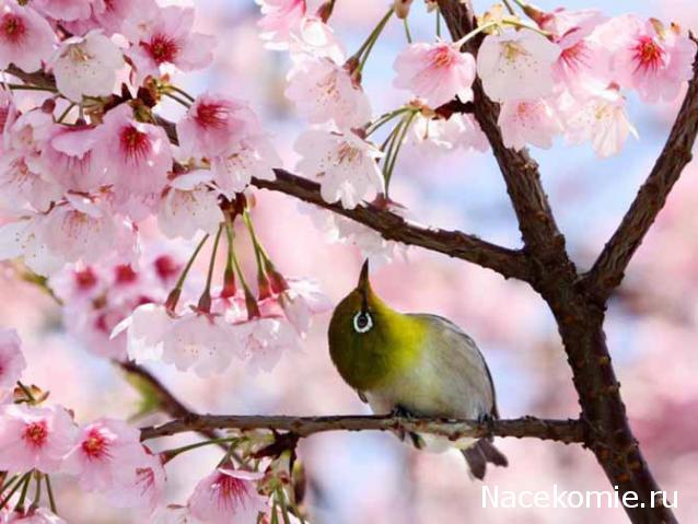 Наши Дни Рождения