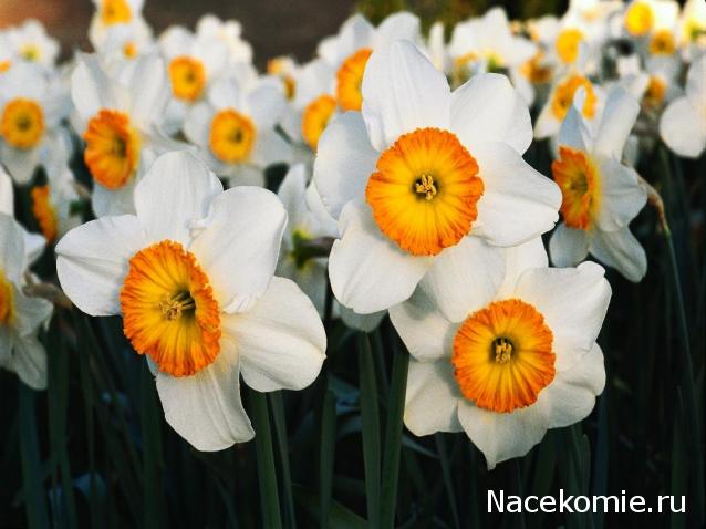 Наши Дни Рождения