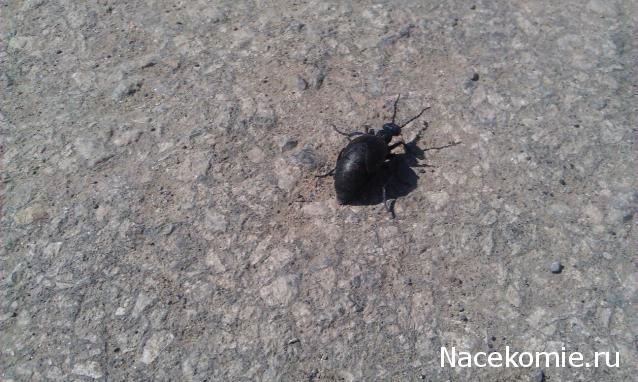 Фото насекомых (не из журнала)