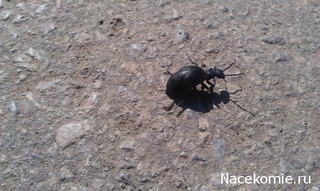 Фото насекомых (не из журнала)
