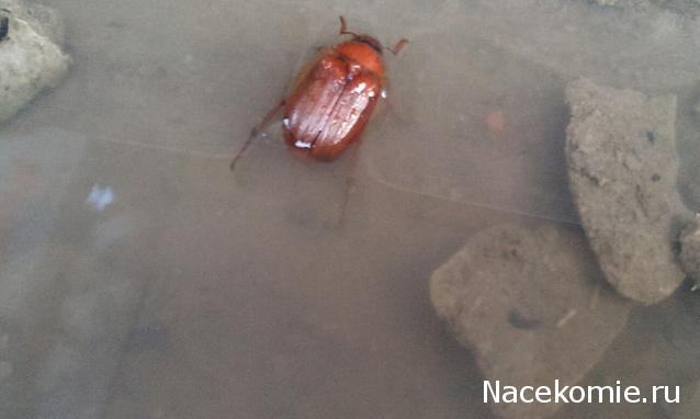 Фото насекомых (не из журнала)