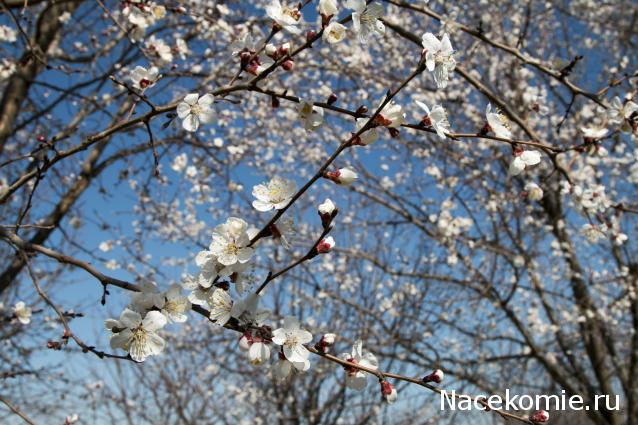 Наши Дни Рождения