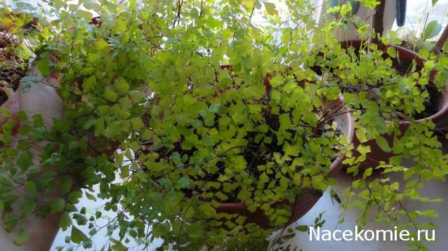 milena23 - Мечта моего детства.